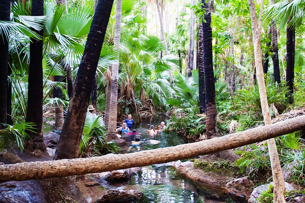 1 Zebedee Springs offers a series of thermal pools beneath amazing tropical Livistona Palms, El Questro Station_ - Day 6