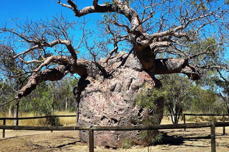 2 After morning tea at Willare Bridge Roadhouse, we visit the 'Prison Boab Tree' near Derby, that was used to house Aboriginal Prisoners overnight