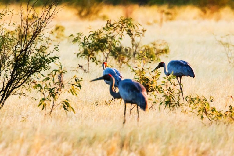 2 Brolga's are seen throughout the Kimberley region. Well known for their elaborate courtship dance they feed in dry grassland habitats_ - Day 12