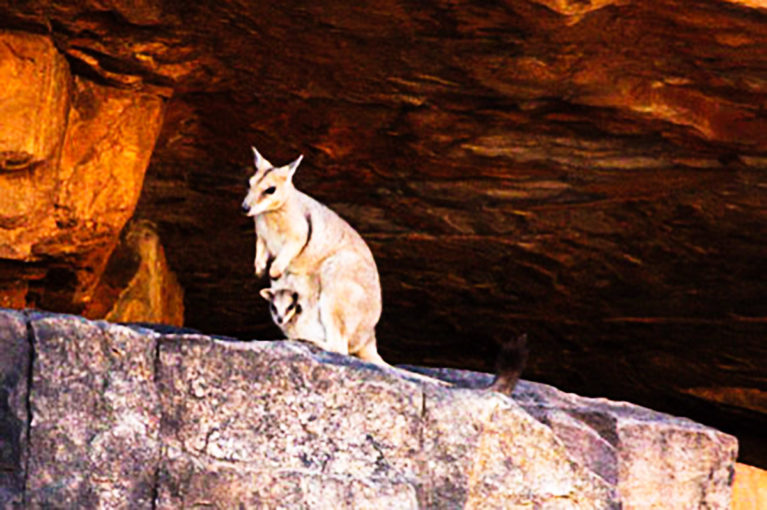 2 Rock Wallabies are found in steep, rocky terrain. Although nocturnal they are regularly seen on islands of Lake Argyle & along the Ord River_ - Day 8