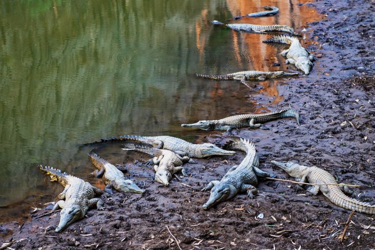 3 Windjana Gorge, close viewing of Freshwater Crocodiles (Crocodylus Johnstoni - Johnstone's crocodile) who environmently regulate their body temp
