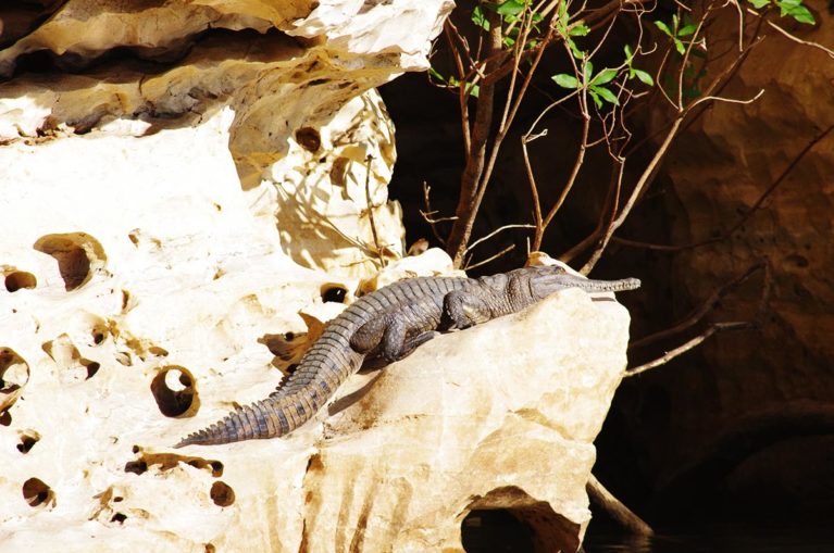 4 A freshwater crocodile suns itself on the limestone wall of Danggu, Geike Gorge, Fitzroy Crossing, The Kimberley - Day 12