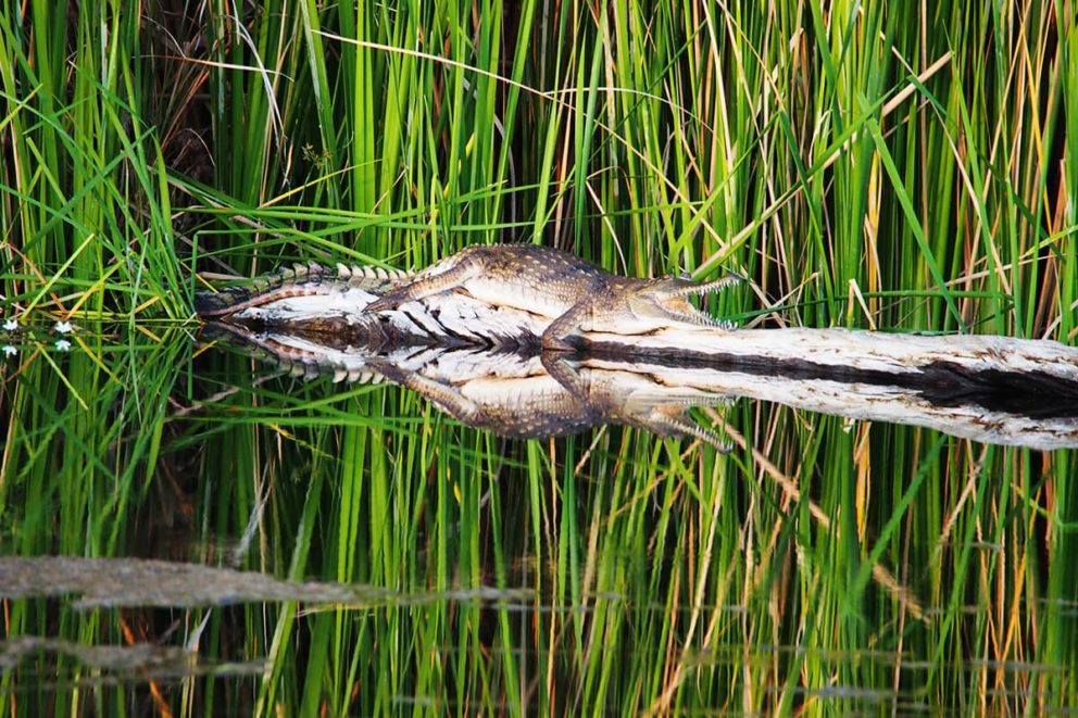 5 Crocodile reflections. The Ord River, full of wildlife, freshwater crocodiles, native birds & plants. Cruise from Lake Argyle to Kununurra_ - Day 8