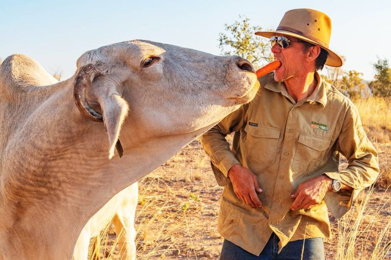 5 Phil, an Adventure Wild Kimberley Tours guide, feeds 'Moo', a local docile Brahman cow at Home Valley Station, Gibb River Road, The Kimberley - Day 4
