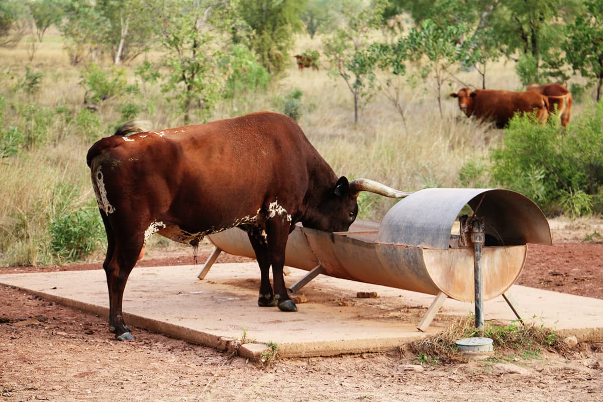 A bull drinking from a water trough on Home Valley Station whilst the herd look on