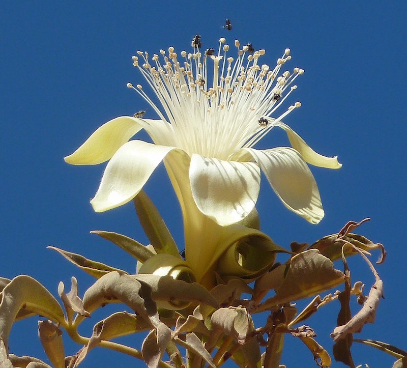 Adventure Wild Kimberley Tours Boab flower