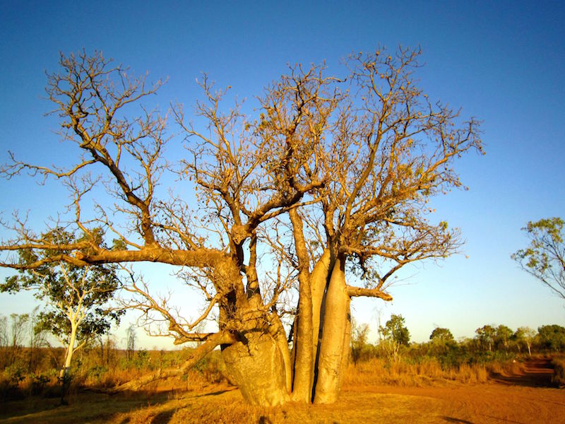 Adventure Wild Kimberley Tours Durack Boab Tree.