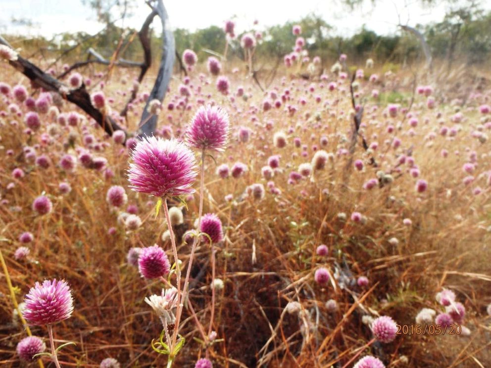 Bachelors Button or cornflower (Centaura Cyanus) has an edible flower & are found throughout the Kimberley.