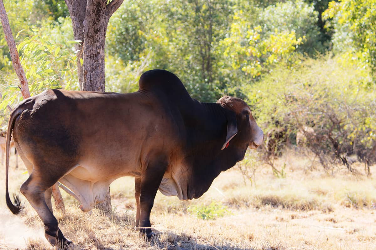 Brahman cattle are widespread throughout the Kimberley region & have a good resistance to parasites, heat & humidity