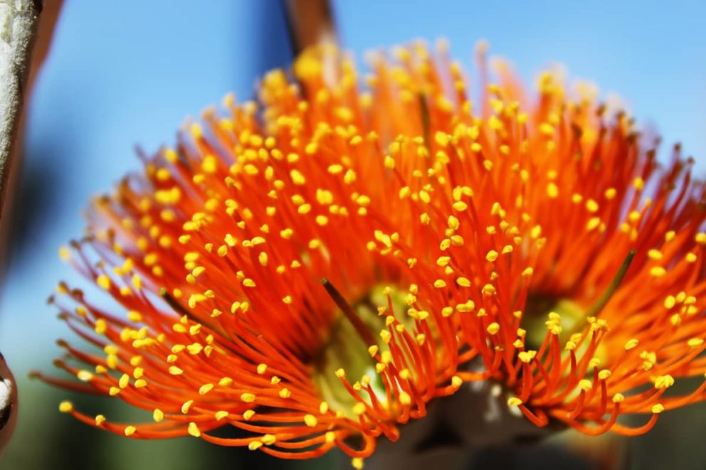 Bright orange wildflowers bloom in the Dry season on the tall Woollybutt (Eucalyptus miniata) gum tree