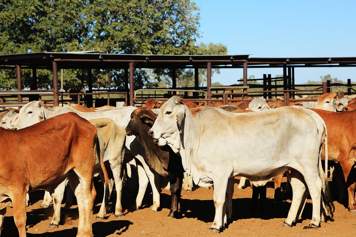 Cattle mustering occurs across million acre cattle stations in the Kimberley. Road trains are used for transport.