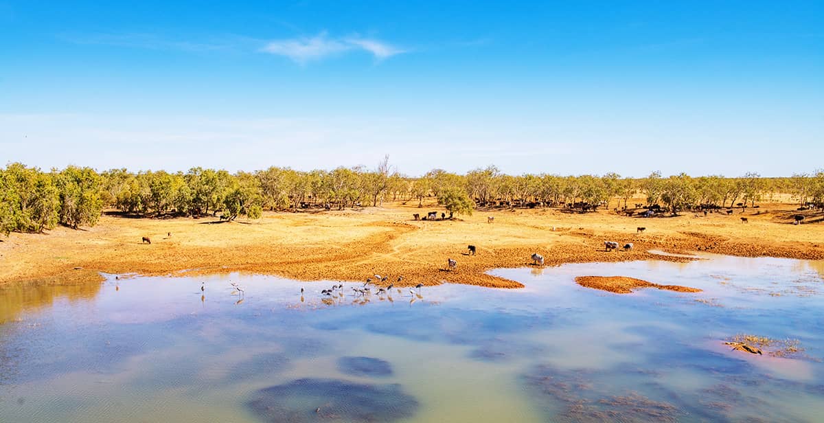 Cattle rest on the banks of the Fitzroy River, with shade & access to water. The Kimberley is cattle country
