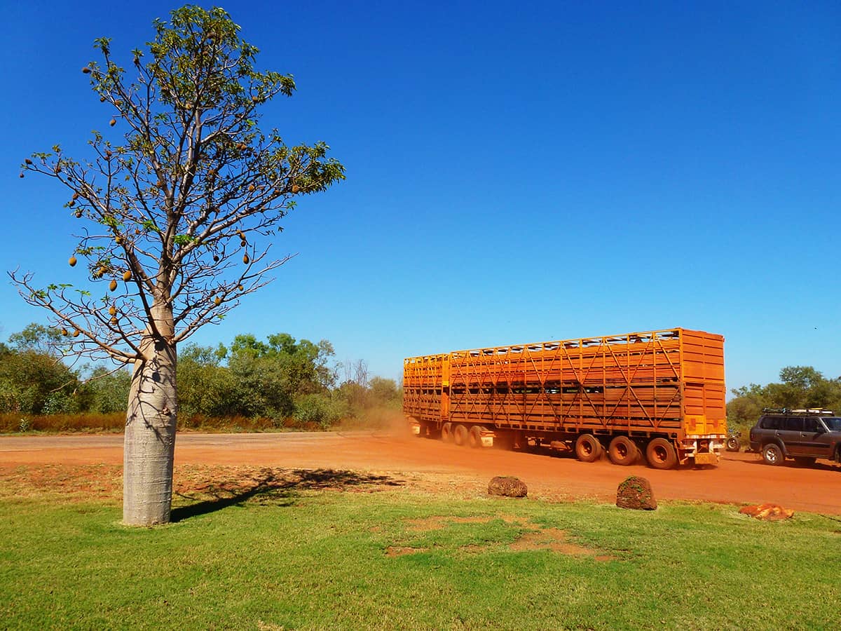 Cattle truck leaves Willare Bridge Roadhouse 180 km from Broome. Boab trees & cattle confirm you are in the Kimberley
