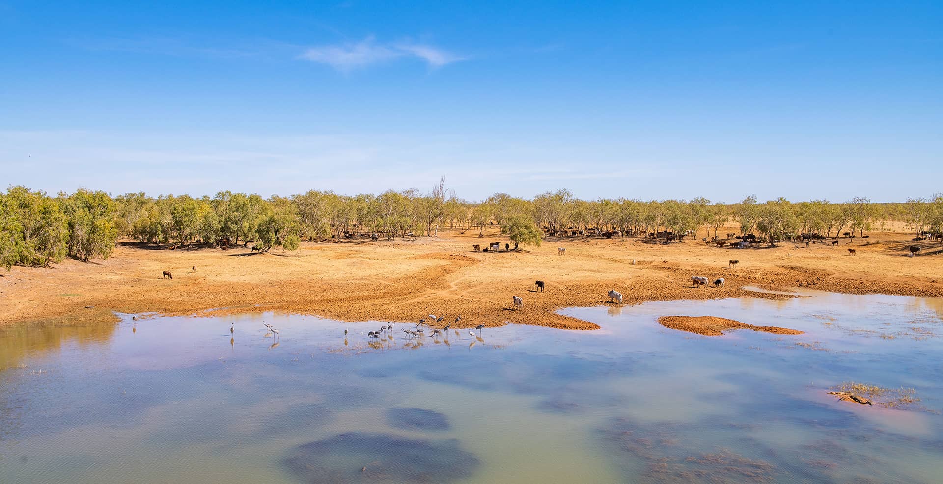 Hero Cattle rest on the banks of the Fitzroy River, with shade & access to water. The Kimberley is cattle country