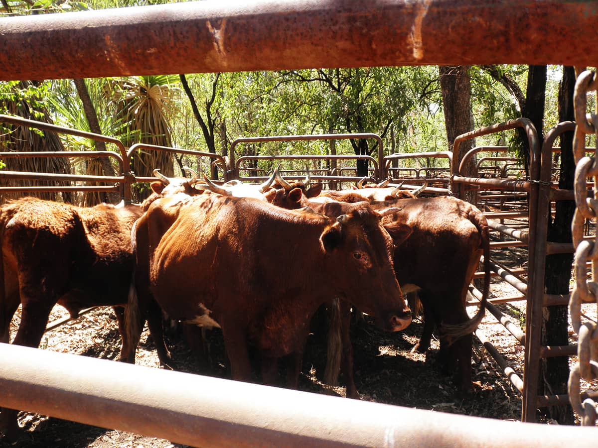 Kimberley Cattle Stations use helicopters, motorbikes & horseback to muster their stock into temporary cattle yards