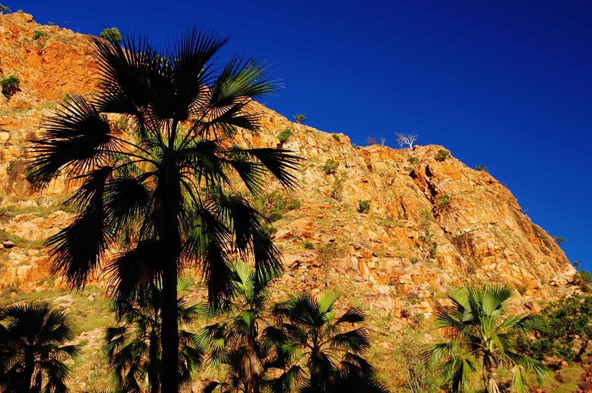 Livistona Palms have fan leaves & are found throughout the Kimberley region