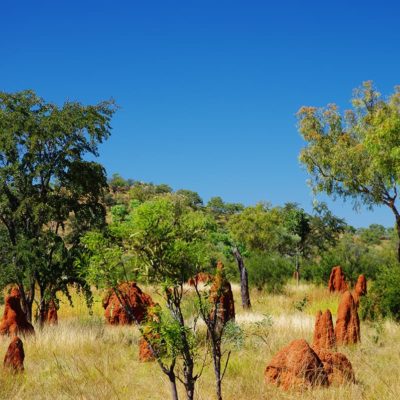 Termite mounds are found throughout the Kimberley & along the Gibb River Road, usually in well-drained areas
