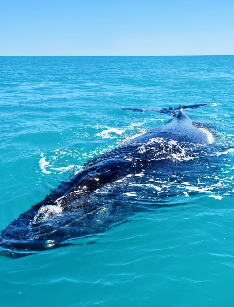 The Kimberley is host to Humpback whales that migrate annually from the Antarctic to the tropical waters of Broome, WA.
