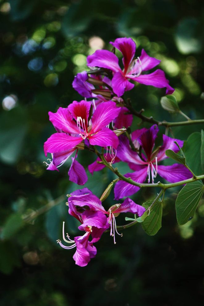 The fragrant, orchid-like flower of the Bauhinia tree, originally from Hong Kong, is found in the Kimberley.
