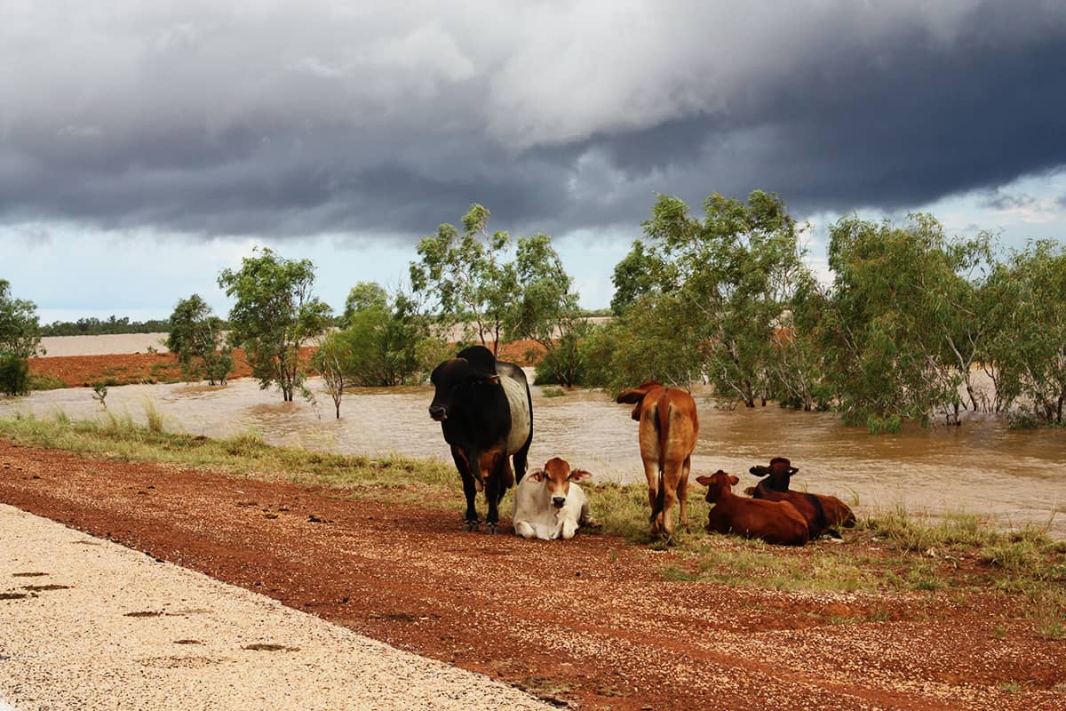 Wet season flooding of the Fitzroy River forces cattle to higher ground on the Great Northern Hwy near Willare Bridge