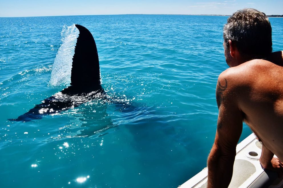Whale watching. The tropical waters of Broome & the Kimberley host the world's largest population of Humpback whales annually.