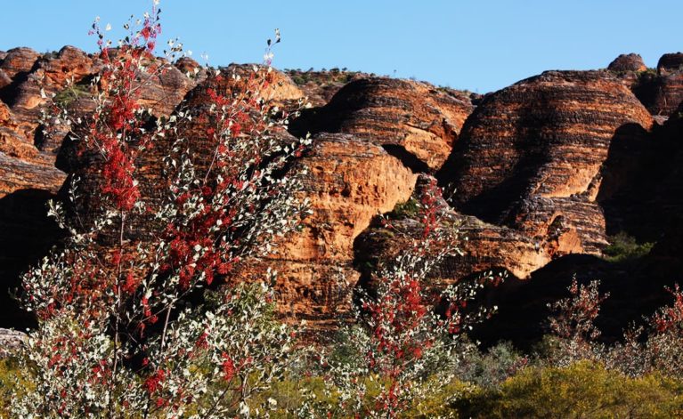 Wildflowers bloom in the Dry Season, enhancing the view of the beehive Bungle Bungle domes, Purnululu National Park