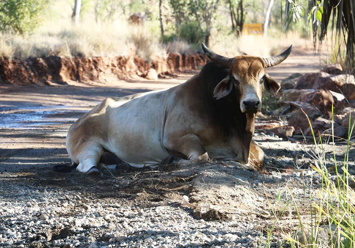 A Brahman Bull rests on the edge of the Gibb River Road. With cattle stations everywhere cautious driving is needed.