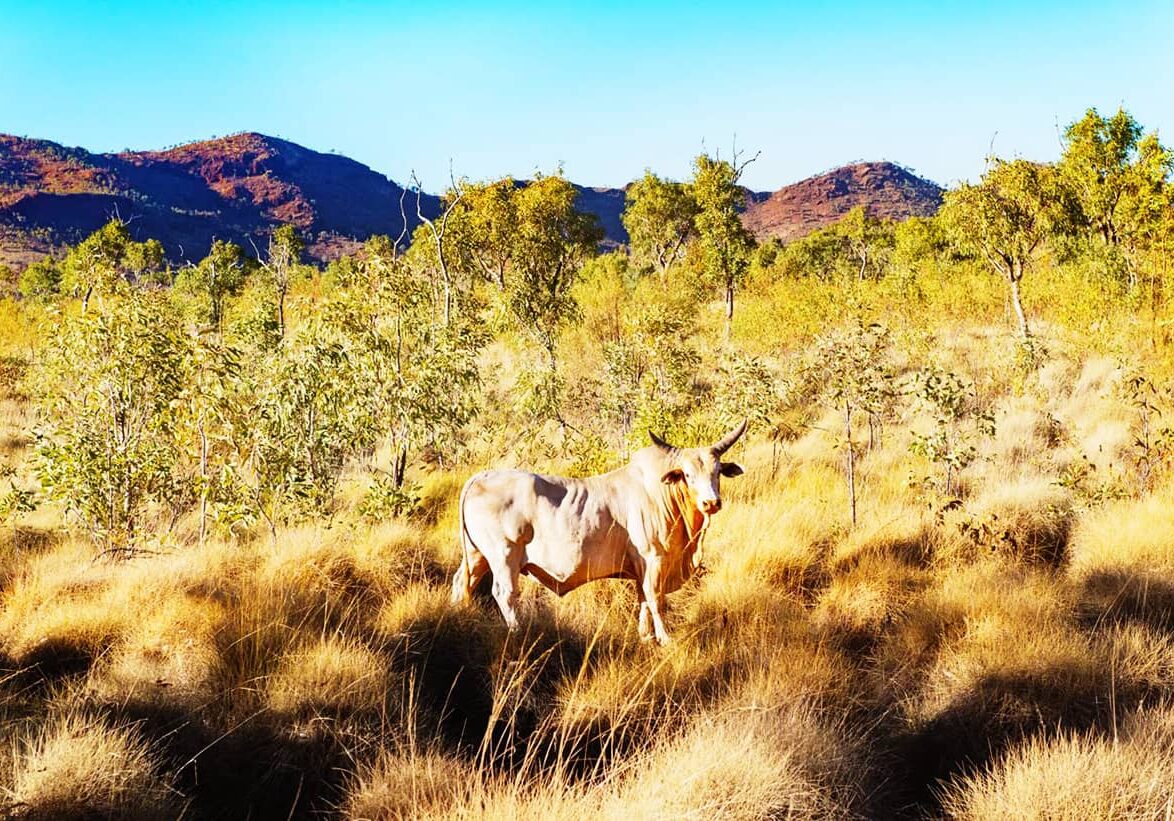 A Brahman bull roams on a million acre cattle station along the Gibb River Road in the Kimberley.
