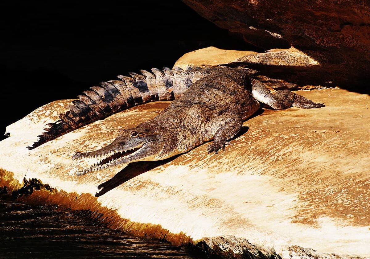 A freshwater crocodile (Crocodylus johnsoni) or Johnstone's crocodile smiles for the camera on the Fitzroy River the Kimberley