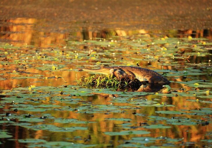 A freshwater or Johnstone's crocodile (Crocodylus johnsoni) soaks up the twilight sun on the Ord River, Kununurra.