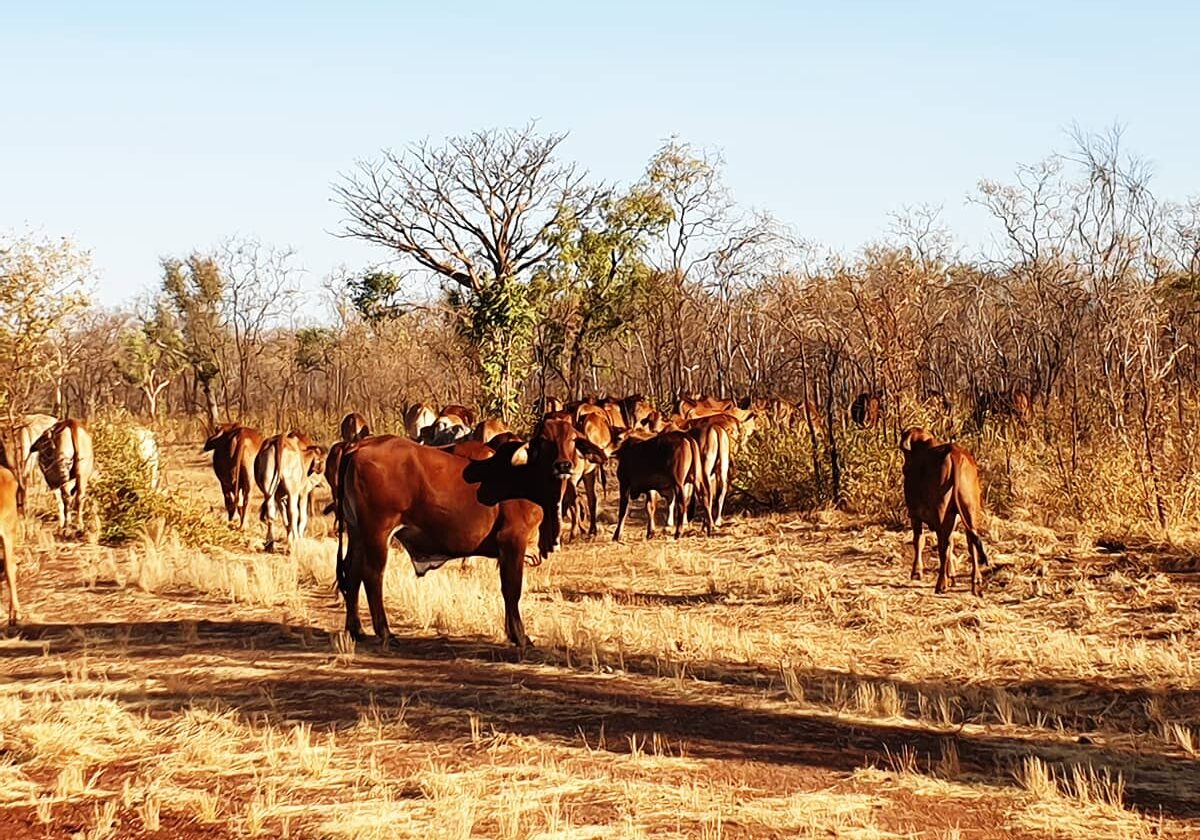 A herd of young cattle cross the Gibb River Road, wandering through millions of acres of Kimberley land until muster