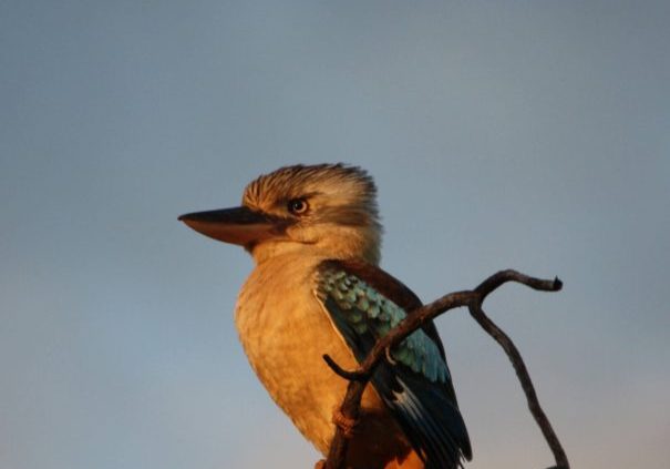 Blue-winged kookaburra