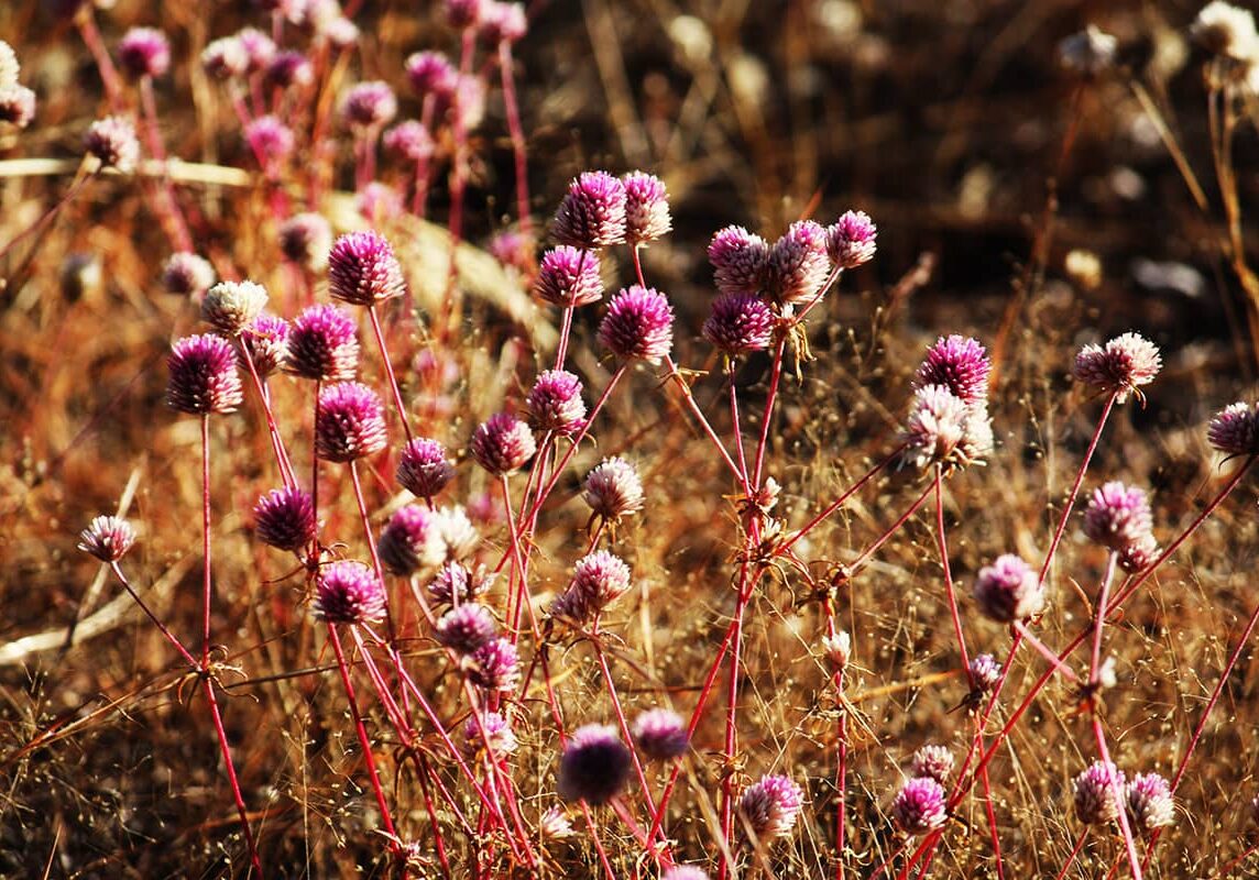 Fields of Bachelors Buttons or Cornflower (Centaura Cyanus) grow throughout the Kimberley region
