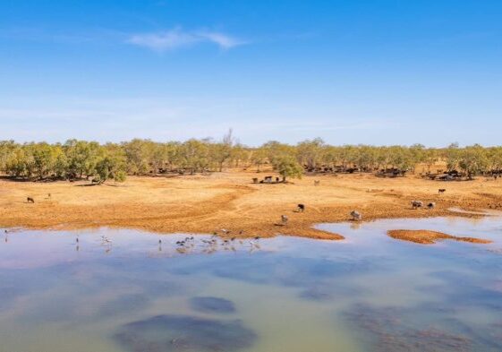 Cattle rest on the banks of the Fitzroy River, with shade & access to water. The Kimberley is cattle country