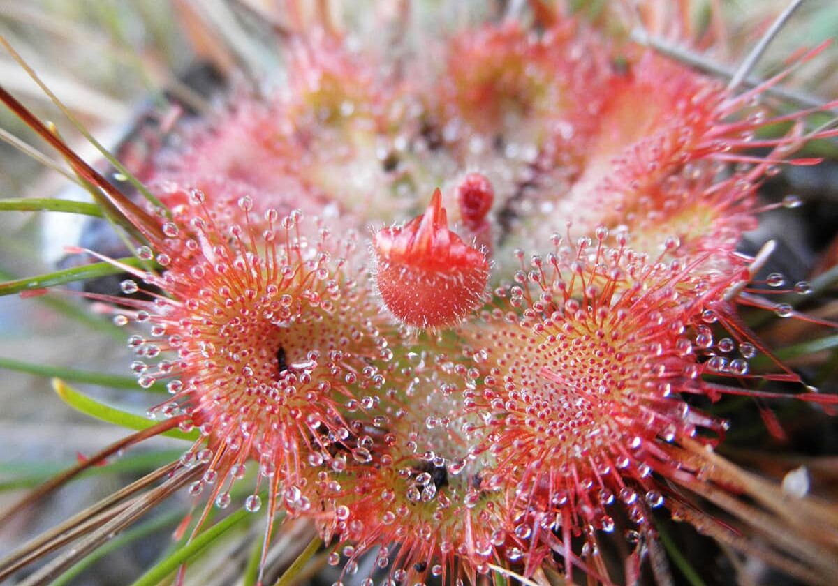 Kimberley Wildflower Sundew (Drosera) is a carnivorous plant that lure, capture & digest insects.