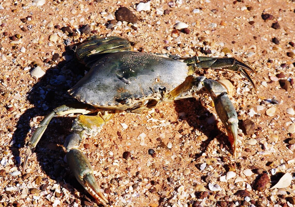 Mud crabs can be found in the mangroves & tributaries of Roebuck Bay. With a fishing licence you can walk for or net the crabs.