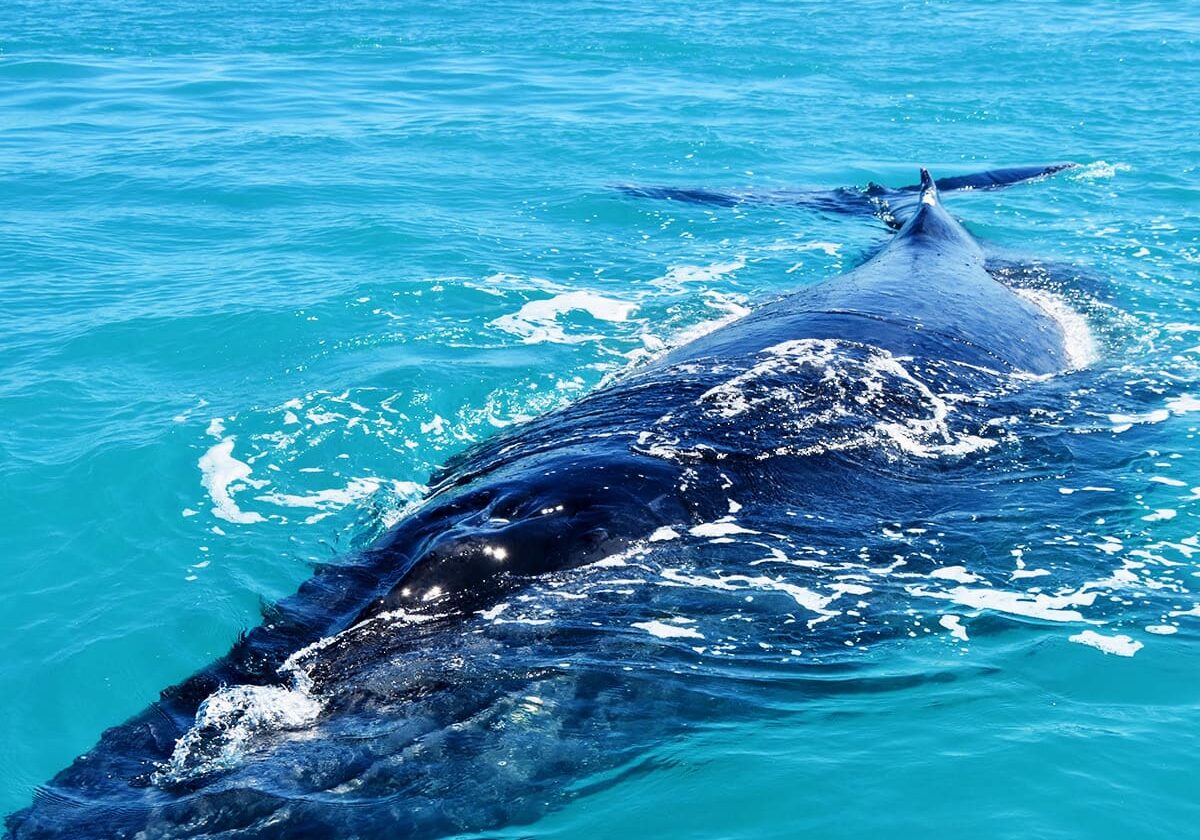 The Kimberley is host to Humpback whales that migrate annually from the Antarctic to the tropical waters of Broome, WA.