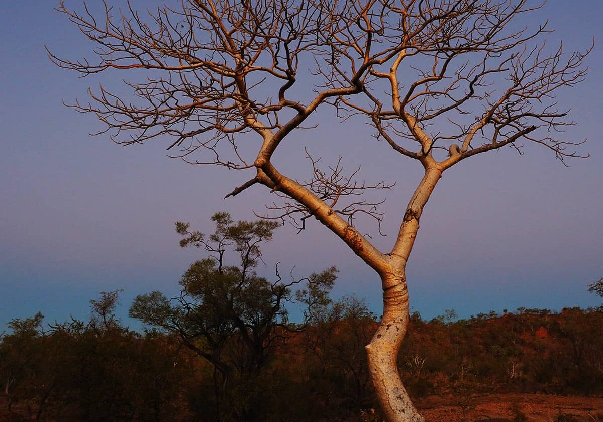 Twilight in the Kimberley, with an early moon rise, is a perfect time to capture another special outback moment